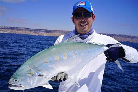 queen fish|Queenfish .